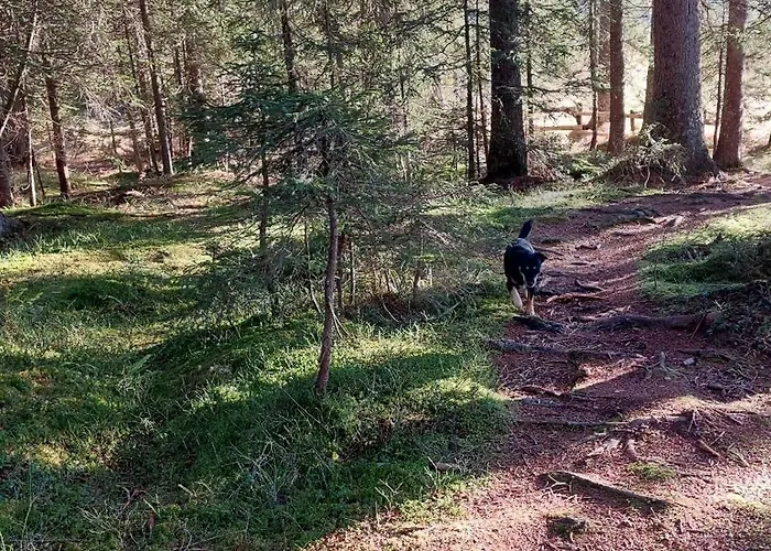 Of Rising Sun Goreljek